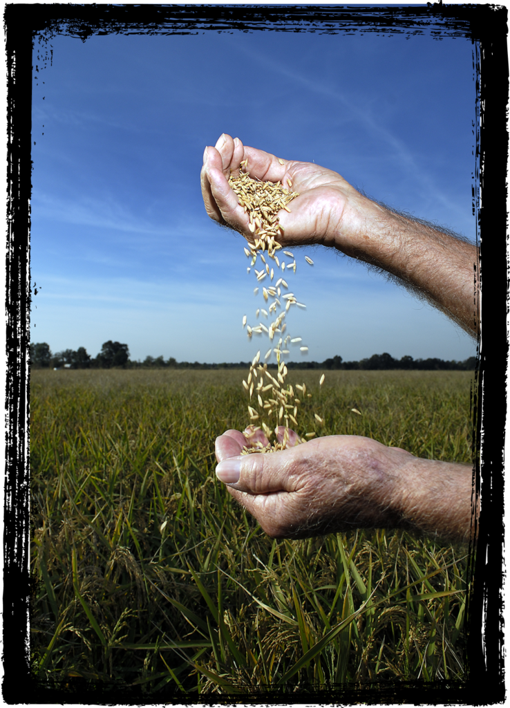 History Arkansas Rice Research and Promotion Board
